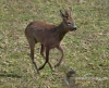 Filename=247_fotowilga~32.JPG
Filesize=151KB
Dimensions=592x480
Date added=Mar 27, 2017 247_fotowilga~32.JPG