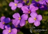 Filename=248_fotowilga~18.JPG
Filesize=88KB
Dimensions=640x457
Date added=Apr 23, 2016 248_fotowilga~18.JPG