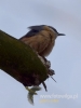 Filename=248_fotowilga~34.JPG
Filesize=40KB
Dimensions=360x480
Date added=Nov 04, 2017 248_fotowilga~34.JPG