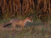 Filename=248_fotowilga~41.JPG
Filesize=311KB
Dimensions=700x525
Date added=Apr 10, 2019 248_fotowilga~41.JPG
