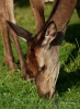 Filename=248_fotowilga~43.JPG
Filesize=347KB
Dimensions=516x700
Date added=Nov 02, 2019 248_fotowilga~43.JPG
