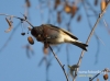 Filename=249_fotowilga~18.JPG
Filesize=88KB
Dimensions=640x475
Date added=Dec 30, 2015 249_fotowilga~18.JPG