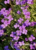 Filename=249_fotowilga~23.JPG
Filesize=96KB
Dimensions=343x480
Date added=Apr 23, 2016 249_fotowilga~23.JPG