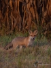 Filename=249_fotowilga~29.JPG
Filesize=303KB
Dimensions=525x700
Date added=Nov 15, 2018 249_fotowilga~29.JPG