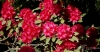 Filename=249_fotowilga~35.JPG
Filesize=266KB
Dimensions=700x368
Date added=Jun 02, 2017 249_fotowilga~35.JPG