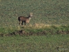 Filename=249_fotowilga~41.JPG
Filesize=422KB
Dimensions=700x525
Date added=Jan 08, 2018 249_fotowilga~41.JPG