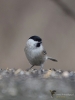 249_fotowilga~54.JPG