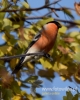 Filename=250_fotowilga~29.JPG
Filesize=65KB
Dimensions=384x480
Date added=Nov 22, 2016 250_fotowilga~29.JPG