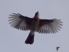 Filename=250_fotowilga~52.JPG
Filesize=186KB
Dimensions=700x525
Date added=Dec 09, 2019 250_fotowilga~52.JPG