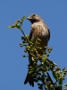 Filename=250_fotowilga~54.JPG
Filesize=266KB
Dimensions=525x700
Date added=Jul 31, 2019 250_fotowilga~54.JPG