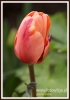 251_fotowilga~13.JPG