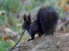 Filename=251_fotowilga~43.JPG
Filesize=304KB
Dimensions=700x525
Date added=Mar 02, 2018 251_fotowilga~43.JPG