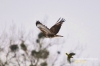 Filename=251_fotowilga~5.JPG
Filesize=64KB
Dimensions=720x480
Date added=Mar 15, 2013 251_fotowilga~5.JPG