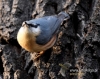 Filename=252_fotowilga~28.JPG
Filesize=115KB
Dimensions=606x480
Date added=Mar 15, 2017 252_fotowilga~28.JPG