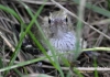 Filename=253_fotowilga~15.JPG
Filesize=105KB
Dimensions=640x452
Date added=Jul 05, 2015 253_fotowilga~15.JPG