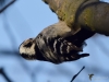 Filename=253_fotowilga~44.JPG
Filesize=221KB
Dimensions=700x525
Date added=Dec 19, 2018 253_fotowilga~44.JPG