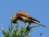 Filename=253_fotowilga~48.JPG
Filesize=271KB
Dimensions=700x525
Date added=Jul 29, 2019 253_fotowilga~48.JPG