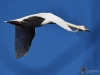 Filename=254_fotowilga~36.JPG
Filesize=204KB
Dimensions=700x528
Date added=Feb 24, 2019 254_fotowilga~36.JPG