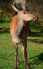 Filename=254_fotowilga~54.JPG
Filesize=263KB
Dimensions=445x700
Date added=Oct 03, 2019 254_fotowilga~54.JPG