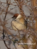 Filename=255_fotowilga~32.JPG
Filesize=55KB
Dimensions=360x480
Date added=Apr 06, 2017 255_fotowilga~32.JPG