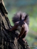 Filename=255_fotowilga~42.JPG
Filesize=282KB
Dimensions=525x700
Date added=Feb 18, 2018 255_fotowilga~42.JPG