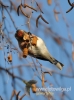 Filename=256_fotowilga~17.JPG
Filesize=78KB
Dimensions=357x480
Date added=Dec 29, 2015 256_fotowilga~17.JPG