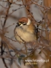 Filename=256_fotowilga~28.JPG
Filesize=58KB
Dimensions=360x480
Date added=Jan 23, 2017 256_fotowilga~28.JPG