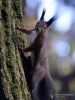 Filename=256_fotowilga~44.JPG
Filesize=288KB
Dimensions=525x700
Date added=Mar 14, 2018 256_fotowilga~44.JPG