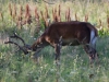 Filename=256_fotowilga~46.JPG
Filesize=295KB
Dimensions=700x525
Date added=Aug 24, 2018 256_fotowilga~46.JPG