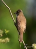 Filename=256_fotowilga~53.JPG
Filesize=219KB
Dimensions=525x700
Date added=Jun 15, 2019 256_fotowilga~53.JPG