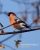 Filename=257_fotowilga~26.JPG
Filesize=48KB
Dimensions=384x480
Date added=Dec 18, 2016 257_fotowilga~26.JPG