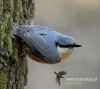 Filename=257_fotowilga~31.JPG
Filesize=76KB
Dimensions=534x480
Date added=Mar 15, 2017 257_fotowilga~31.JPG