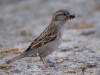 Filename=257_fotowilga~32.JPG
Filesize=262KB
Dimensions=700x525
Date added=Mar 05, 2019 257_fotowilga~32.JPG