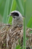 Filename=257_fotowilga~36.JPG
Filesize=252KB
Dimensions=466x700
Date added=Jul 13, 2017 257_fotowilga~36.JPG