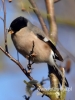 Filename=257_fotowilga~38.JPG
Filesize=57KB
Dimensions=360x480
Date added=Jul 27, 2017 257_fotowilga~38.JPG