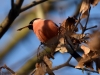 Filename=257_fotowilga~46.JPG
Filesize=254KB
Dimensions=700x525
Date added=Feb 15, 2018 257_fotowilga~46.JPG