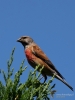 Filename=257_fotowilga~52.JPG
Filesize=259KB
Dimensions=525x700
Date added=Jul 29, 2019 257_fotowilga~52.JPG