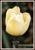 Filename=258_fotowilga~27.JPG
Filesize=163KB
Dimensions=379x540
Date added=Sep 03, 2016 258_fotowilga~27.JPG
