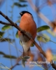 Filename=258_fotowilga~29.JPG
Filesize=56KB
Dimensions=384x480
Date added=Dec 05, 2016 258_fotowilga~29.JPG
