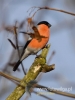 Filename=258_fotowilga~30.JPG
Filesize=52KB
Dimensions=360x480
Date added=Jan 07, 2017 258_fotowilga~30.JPG