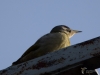 Filename=258_fotowilga~48.JPG
Filesize=181KB
Dimensions=700x525
Date added=Jun 28, 2019 258_fotowilga~48.JPG