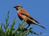 Filename=258_fotowilga~49.JPG
Filesize=278KB
Dimensions=700x525
Date added=Jul 31, 2019 258_fotowilga~49.JPG