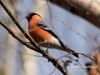 Filename=259_fotowilga~28.JPG
Filesize=73KB
Dimensions=640x480
Date added=Jan 21, 2017 259_fotowilga~28.JPG