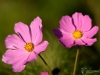 Filename=259_fotowilga~42.JPG
Filesize=208KB
Dimensions=700x525
Date added=Oct 04, 2018 259_fotowilga~42.JPG