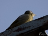 Filename=259_fotowilga~48.JPG
Filesize=186KB
Dimensions=700x525
Date added=Jun 29, 2019 259_fotowilga~48.JPG