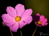 Filename=260_fotowilga~39.JPG
Filesize=162KB
Dimensions=700x525
Date added=Oct 04, 2018 260_fotowilga~39.JPG