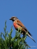 Filename=260_fotowilga~44.JPG
Filesize=257KB
Dimensions=525x700
Date added=Jul 30, 2019 260_fotowilga~44.JPG