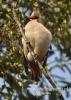 Filename=260_fotowilga~8.JPG
Filesize=93KB
Dimensions=343x480
Date added=Oct 18, 2014 260_fotowilga~8.JPG