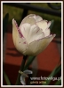 Filename=261_fotowilga~15.JPG
Filesize=67KB
Dimensions=350x480
Date added=Nov 23, 2015 261_fotowilga~15.JPG