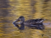 Filename=261_fotowilga~21.JPG
Filesize=309KB
Dimensions=700x525
Date added=Jan 10, 2019 261_fotowilga~21.JPG